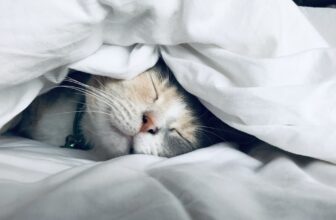 7 Evidence-Based Tips to Fall Asleep Faster Tonight